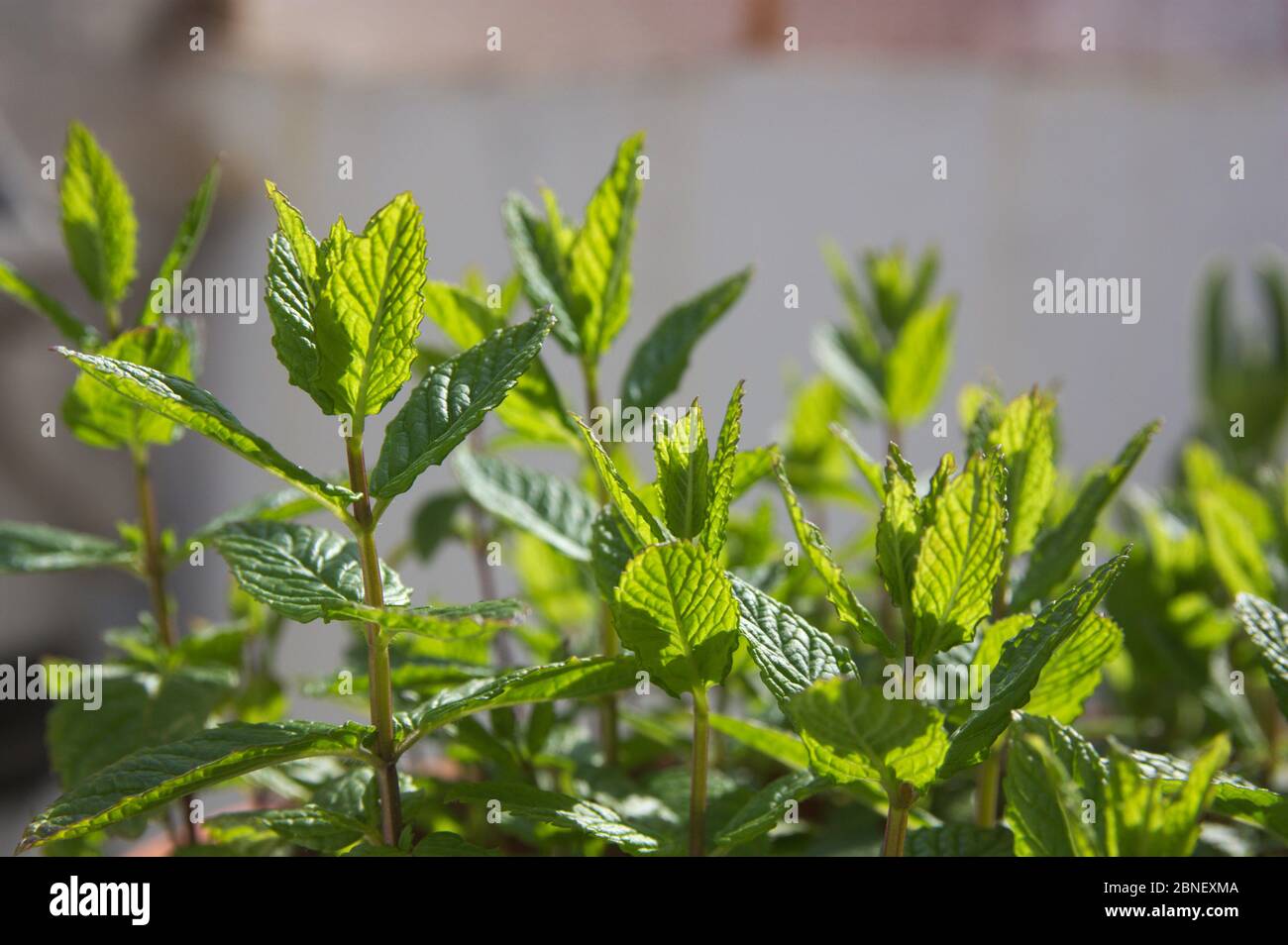 Profile of a peppermint plant that the sun illuminates revealing the