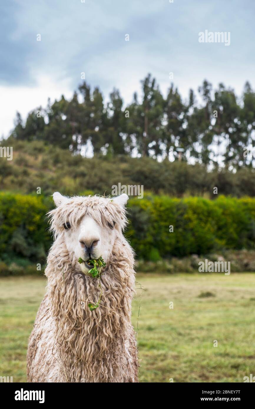 Llama sacsayhuaman peru hi-res stock photography and images - Alamy