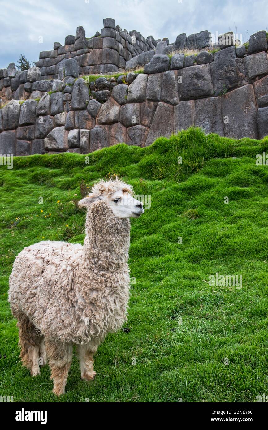 Llama sacsayhuaman peru hi-res stock photography and images - Alamy
