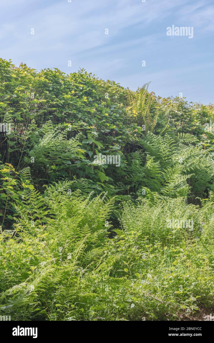 Fern and weed infested Cornwall country road grass verge, with blue Summer sky behind. High banked hedgerows are a common feature of Cornwall fields. Stock Photo