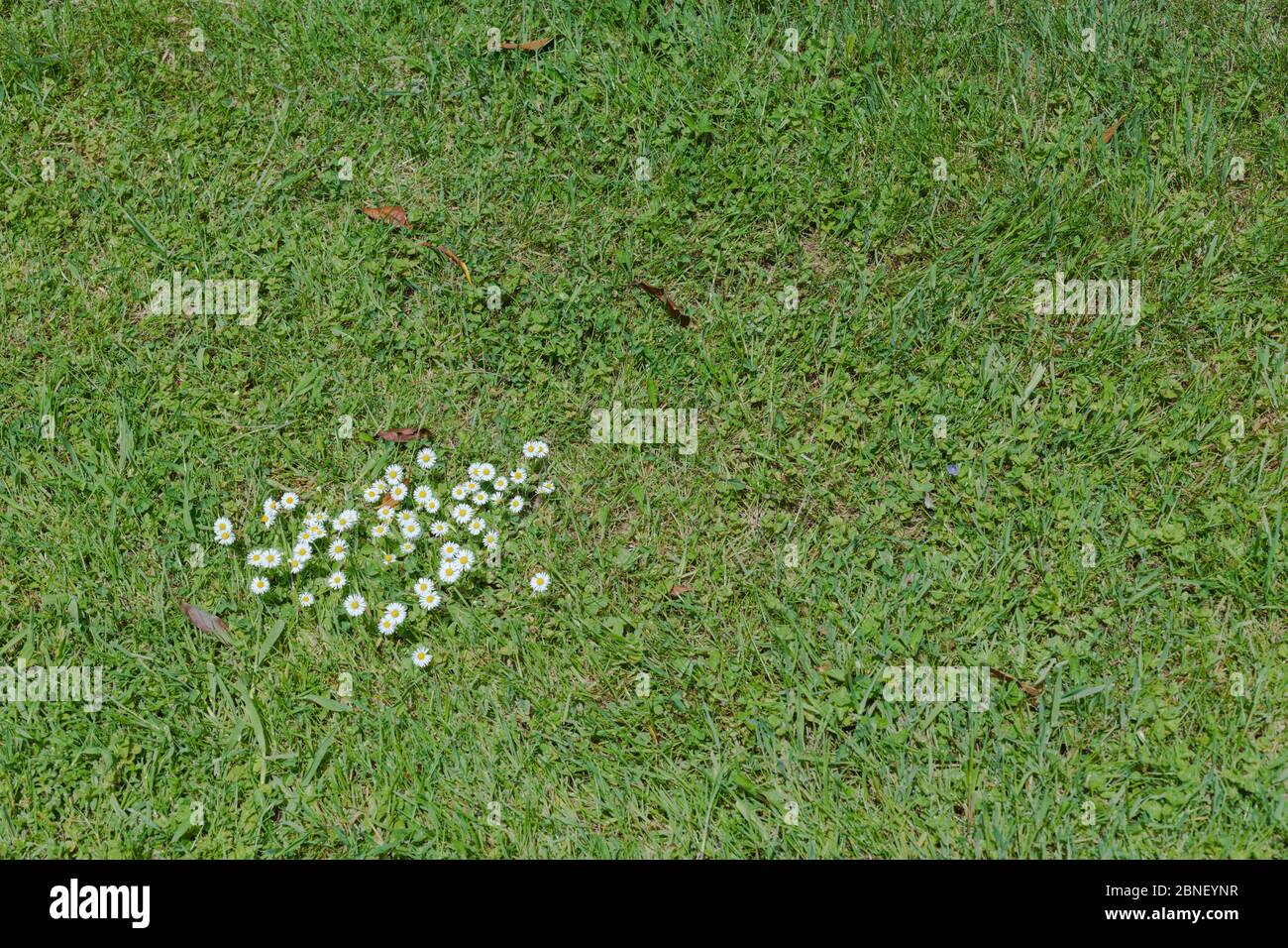 Clump of white English Daisies / Bellis perennis overtaking an area of lawn. Bellis perennis is a common UK garden weed. Once used as a medicinal tea. Stock Photo