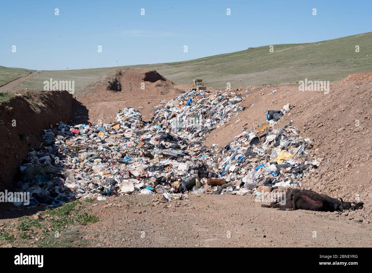 Dead cow at the Ant Flat Landfill in Wallowa County, Oregon Stock Photo Alamy