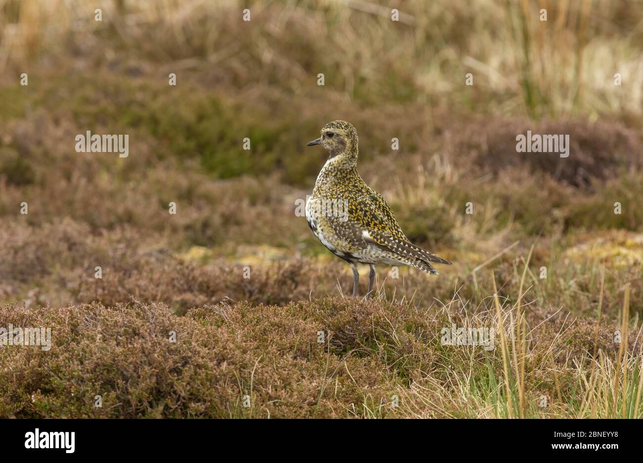 Golden Plover in Springtime (Scientific name: Pluvialis apricaria) An upland bird, in natural grouse moor habitat, Yorkshire Dales, England. Landscape Stock Photo