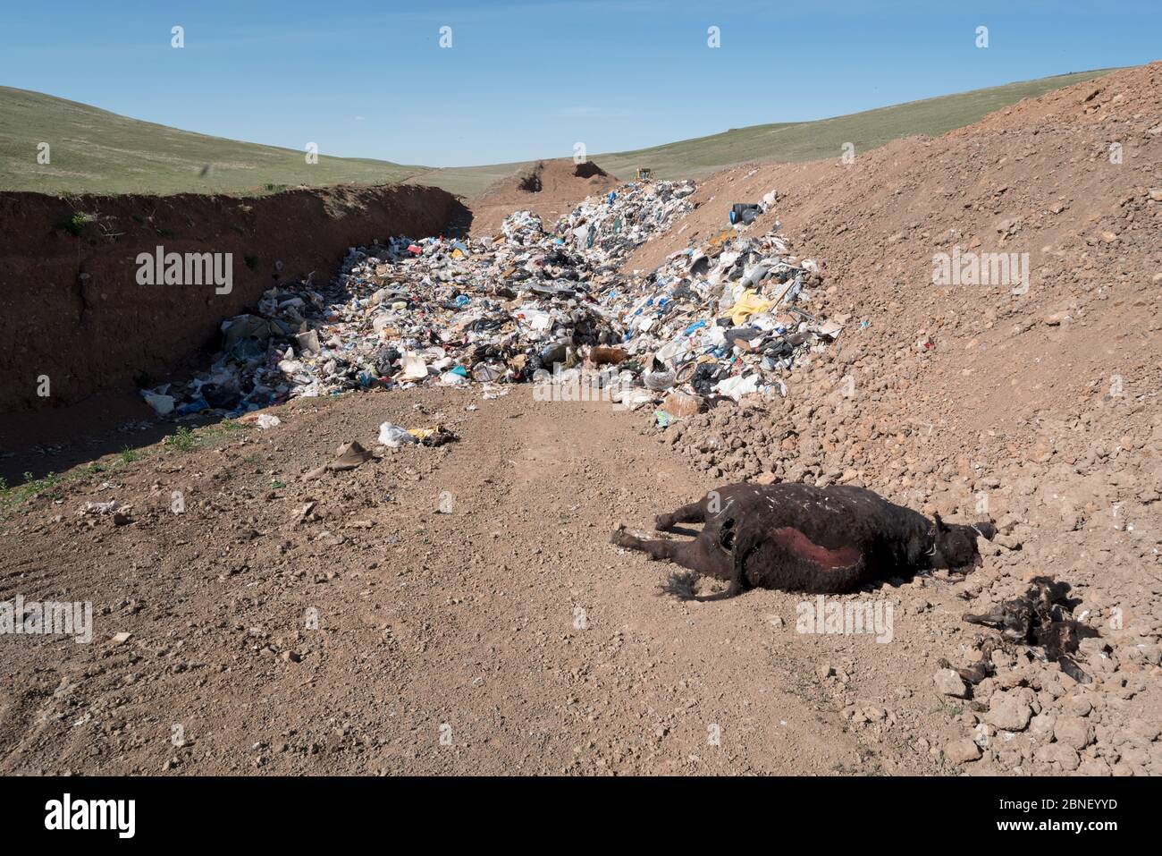 Dead cow at the Ant Flat Landfill in Wallowa County, Oregon Stock Photo Alamy