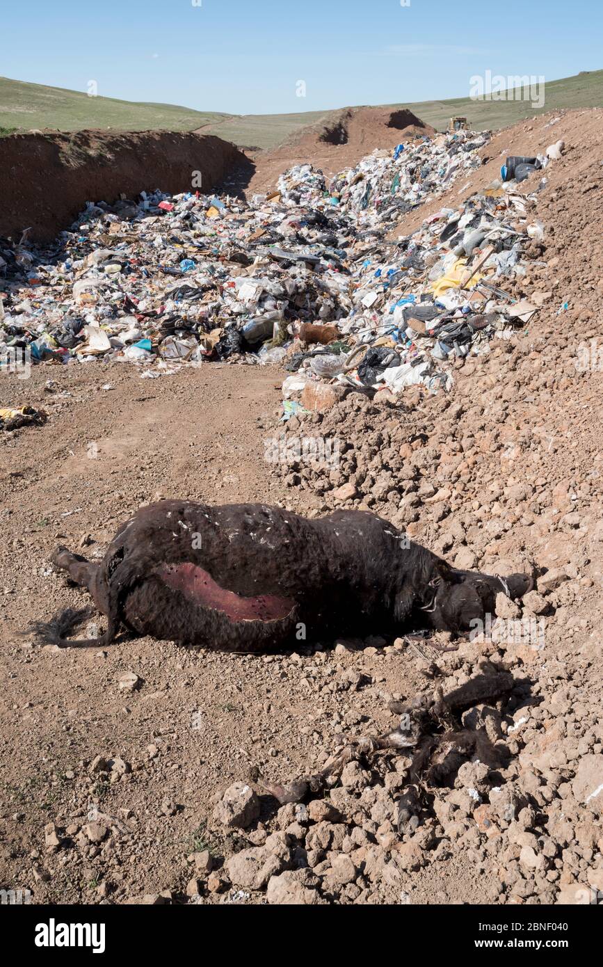 Animal garbage dump hires stock photography and images Alamy