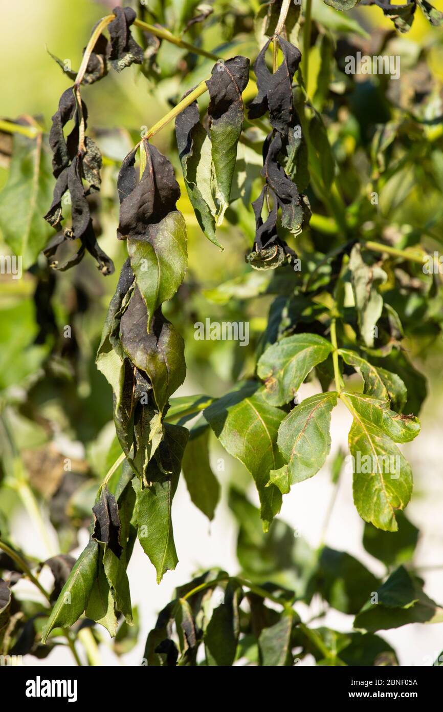 Hymenoscyphus fraxineus - an Ascomycete fungus causing Ash Dieback fungal disease - on a young Common Ash tree, Fraxinus excelsior, in England Stock Photo