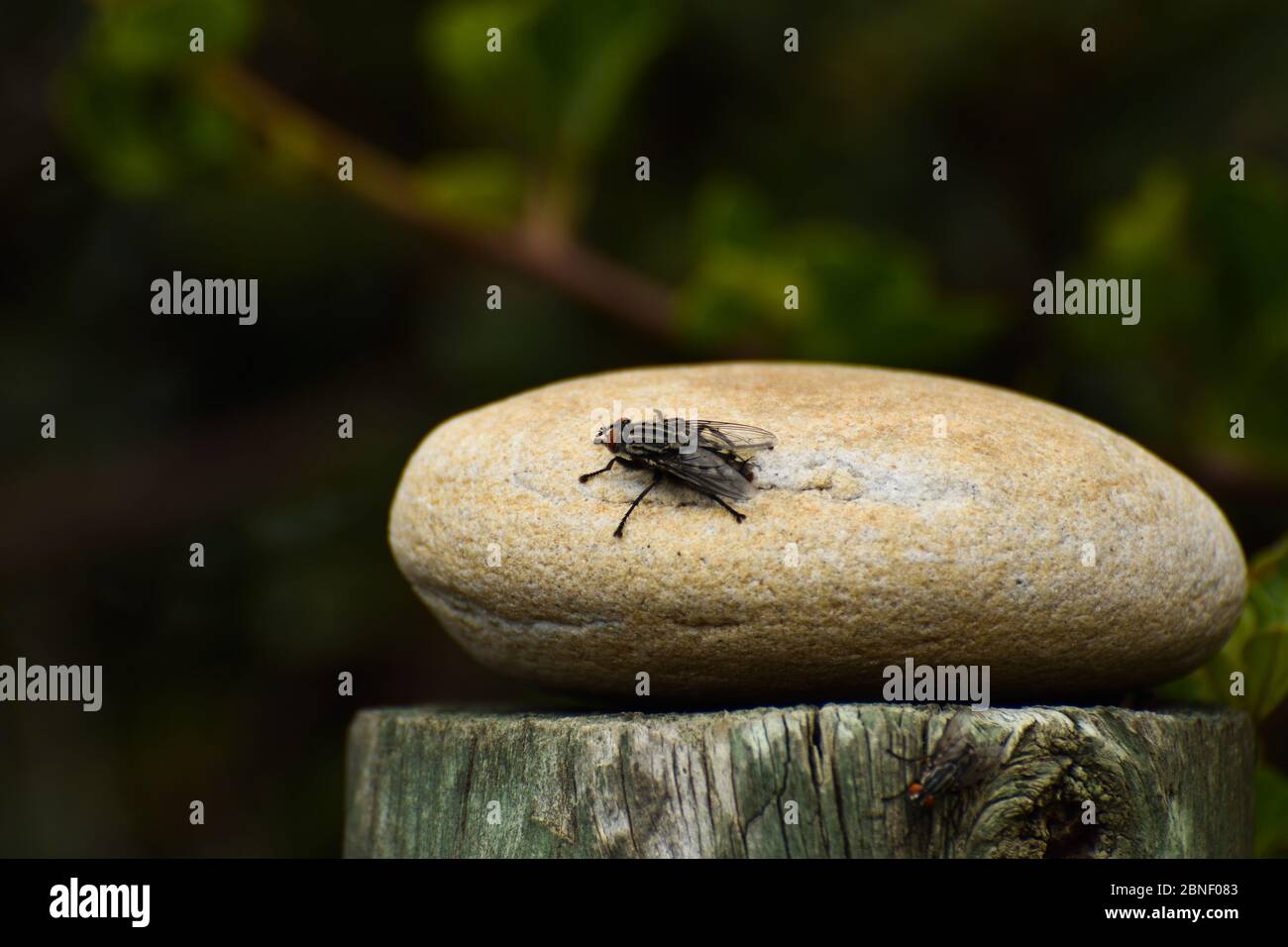 Large Housefly Isolated On Rock (Musca domestica) Stock Photo