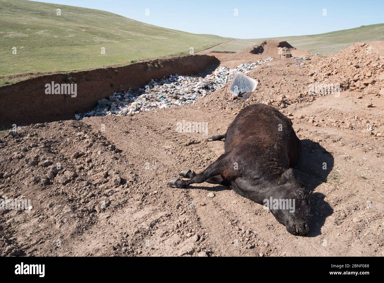 Dead cow at the Ant Flat Landfill in Wallowa County, Oregon. Stock Photo