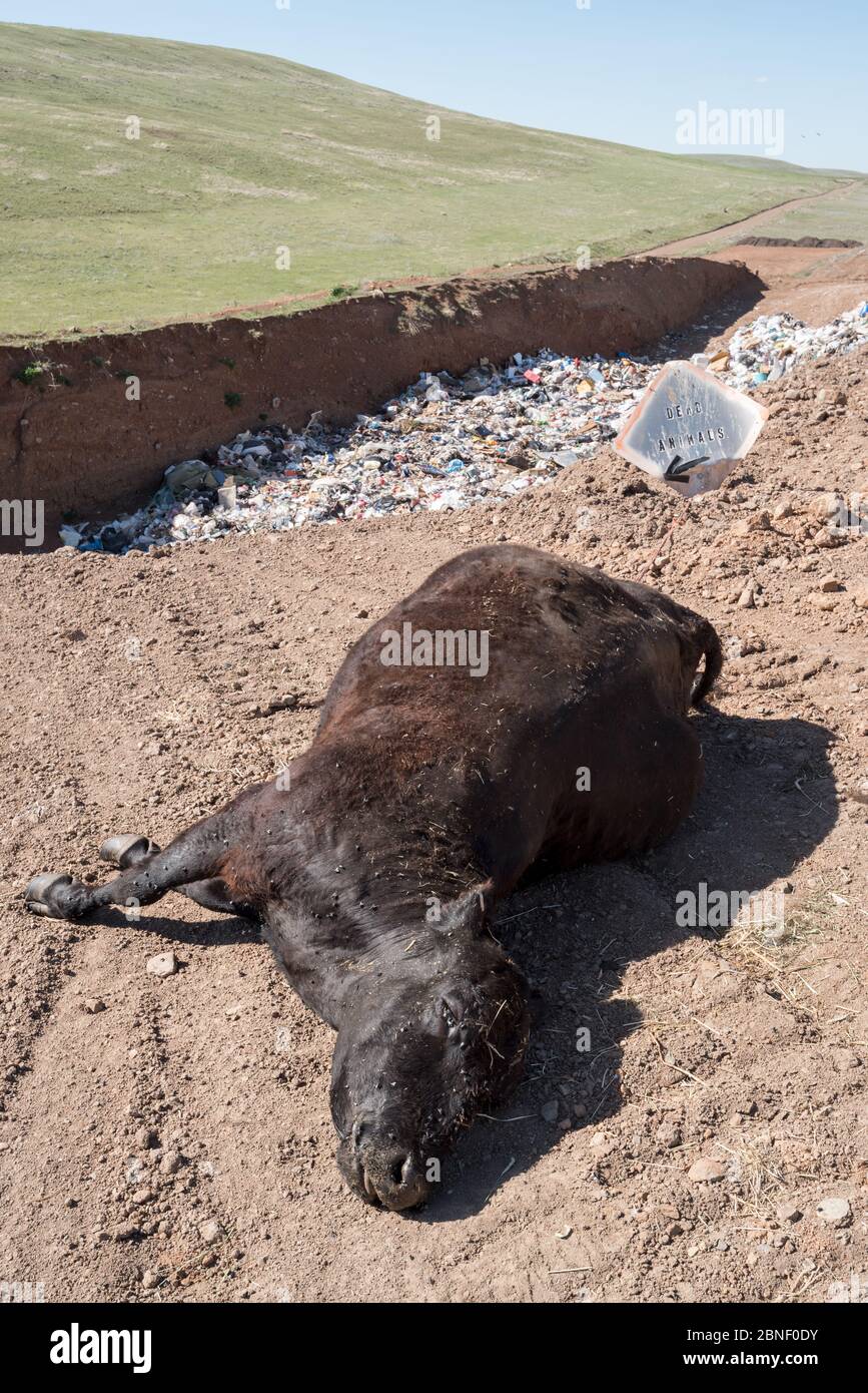 Dead cow at the Ant Flat Landfill in Wallowa County, Oregon. Stock Photo