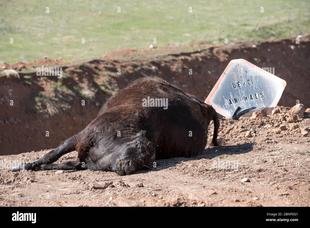 Dead cow at the Ant Flat Landfill in Wallowa County, Oregon. Stock Photo