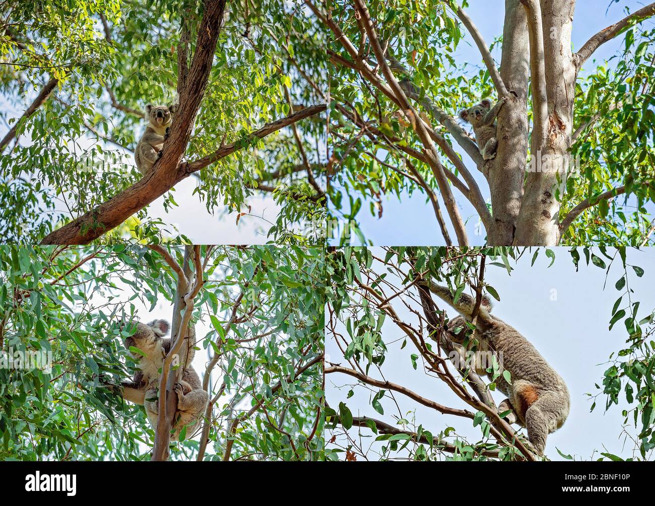 Koalas natural habitat hi-res stock photography and images - Alamy