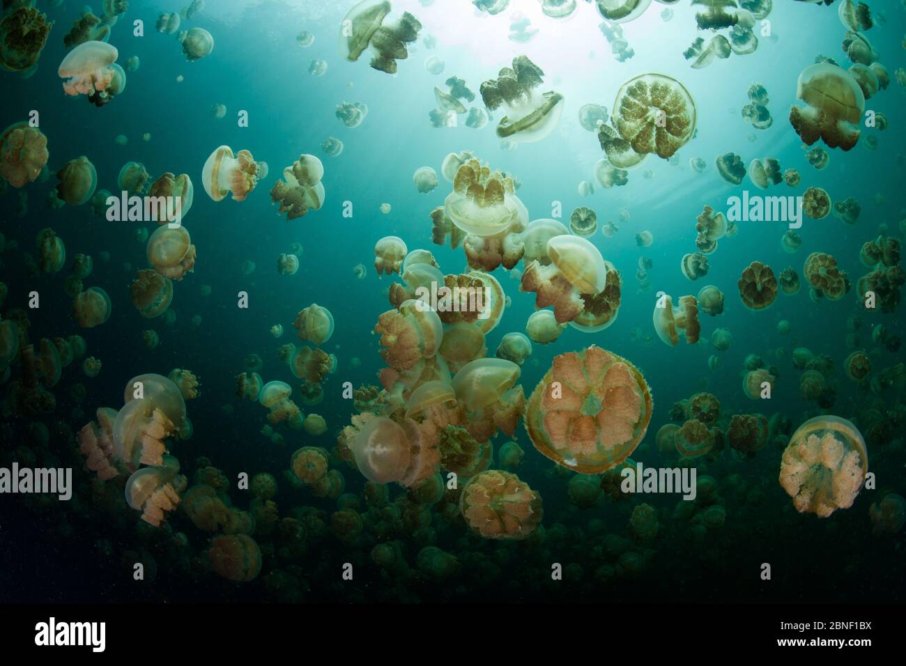 Endemic Golden jellyfish, Mastigias papua etpisonii, pulse as they swim in Palau's Jellyfish Lake. These jellies contain photosynthetic symbionts. Stock Photo