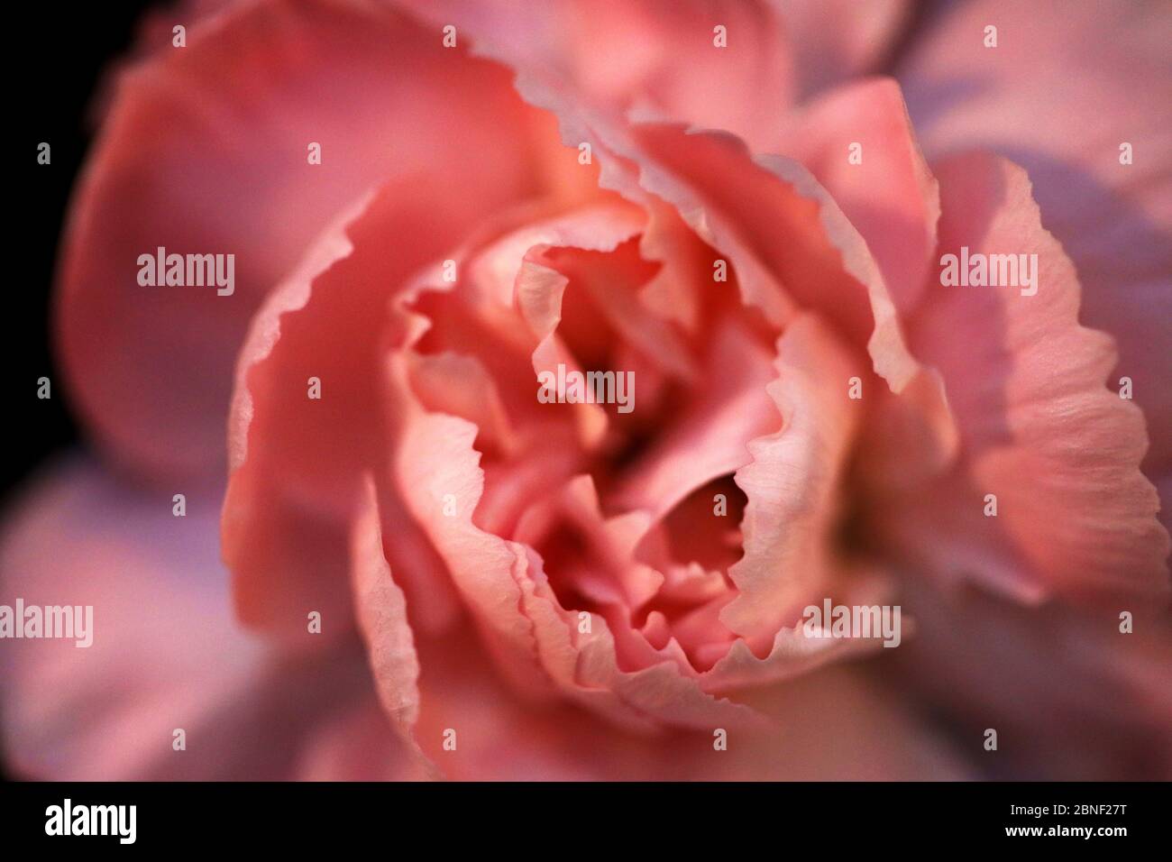 Beautiful flowers shot up close and in vivid color, most lovely bright sharp images of natures beauty in floral botany. Gardens, parks, outdoors Stock Photo