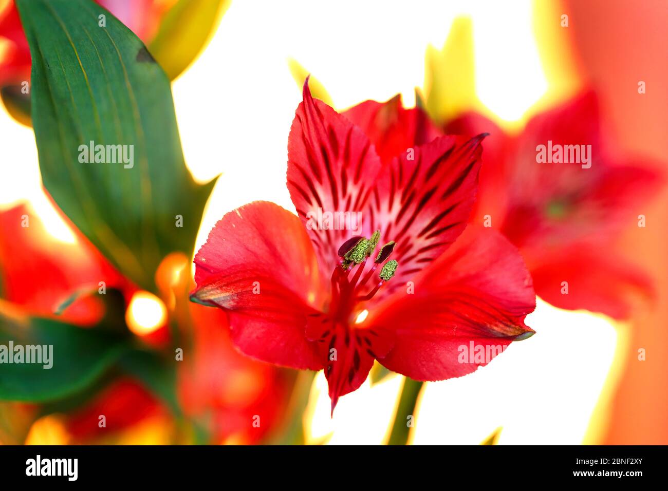 Beautiful flowers shot up close and in vivid color, most lovely bright ...