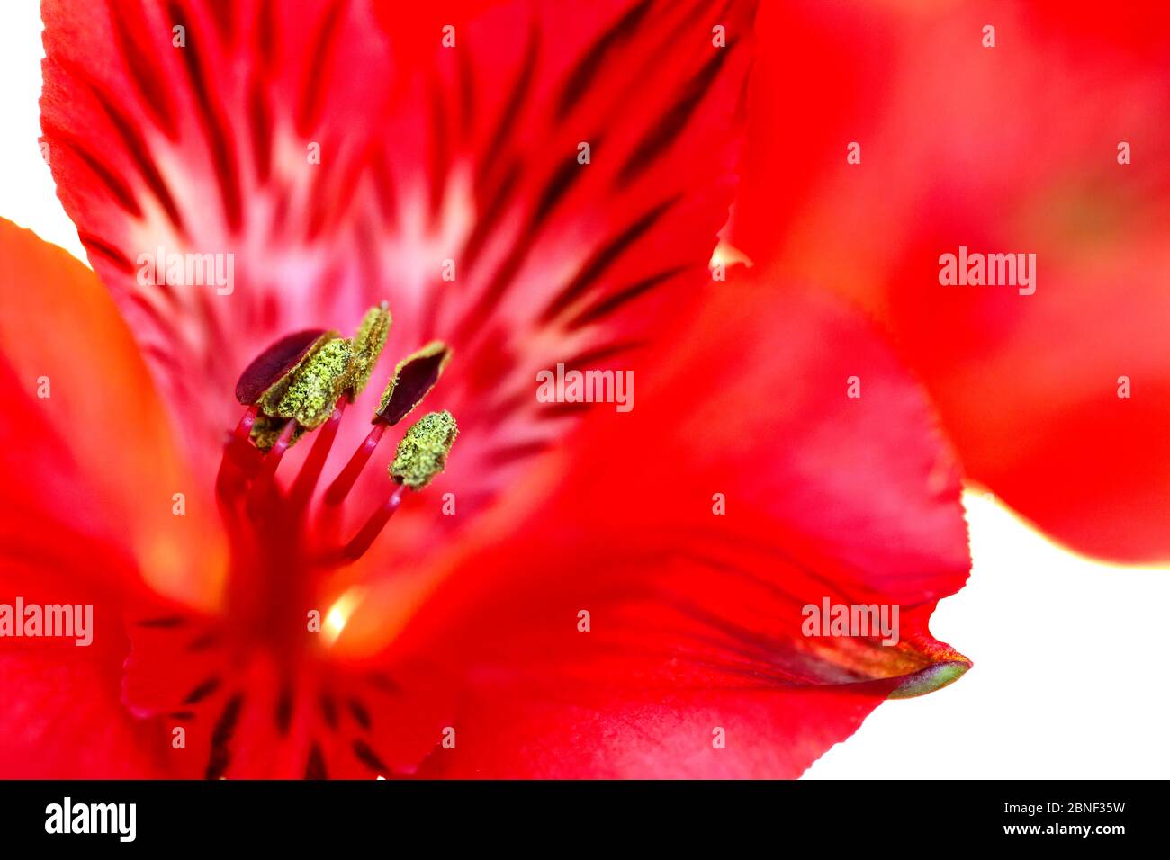 Beautiful flowers shot up close and in vivid color, most lovely bright ...