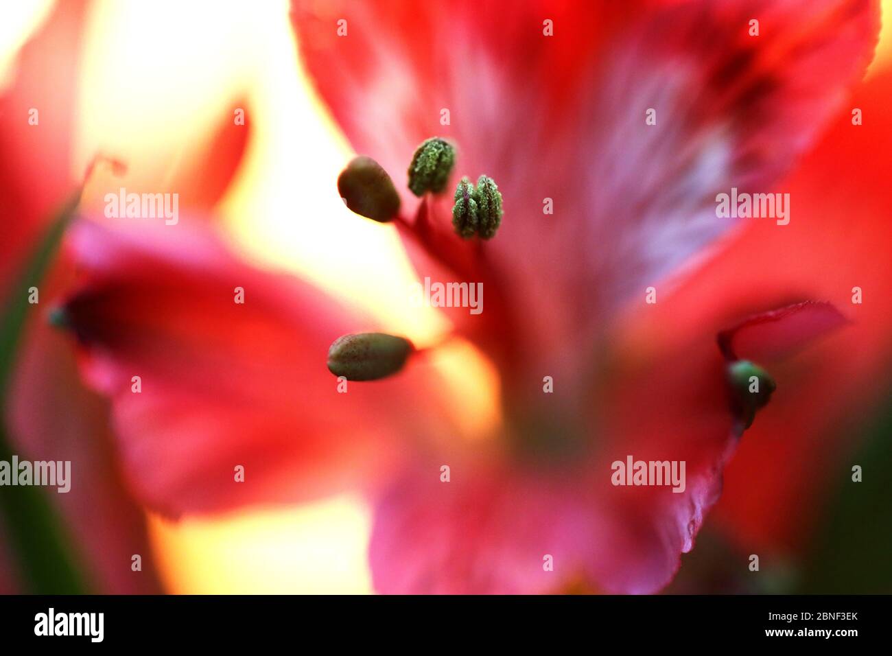 Beautiful flowers shot up close and in vivid color, most lovely bright ...