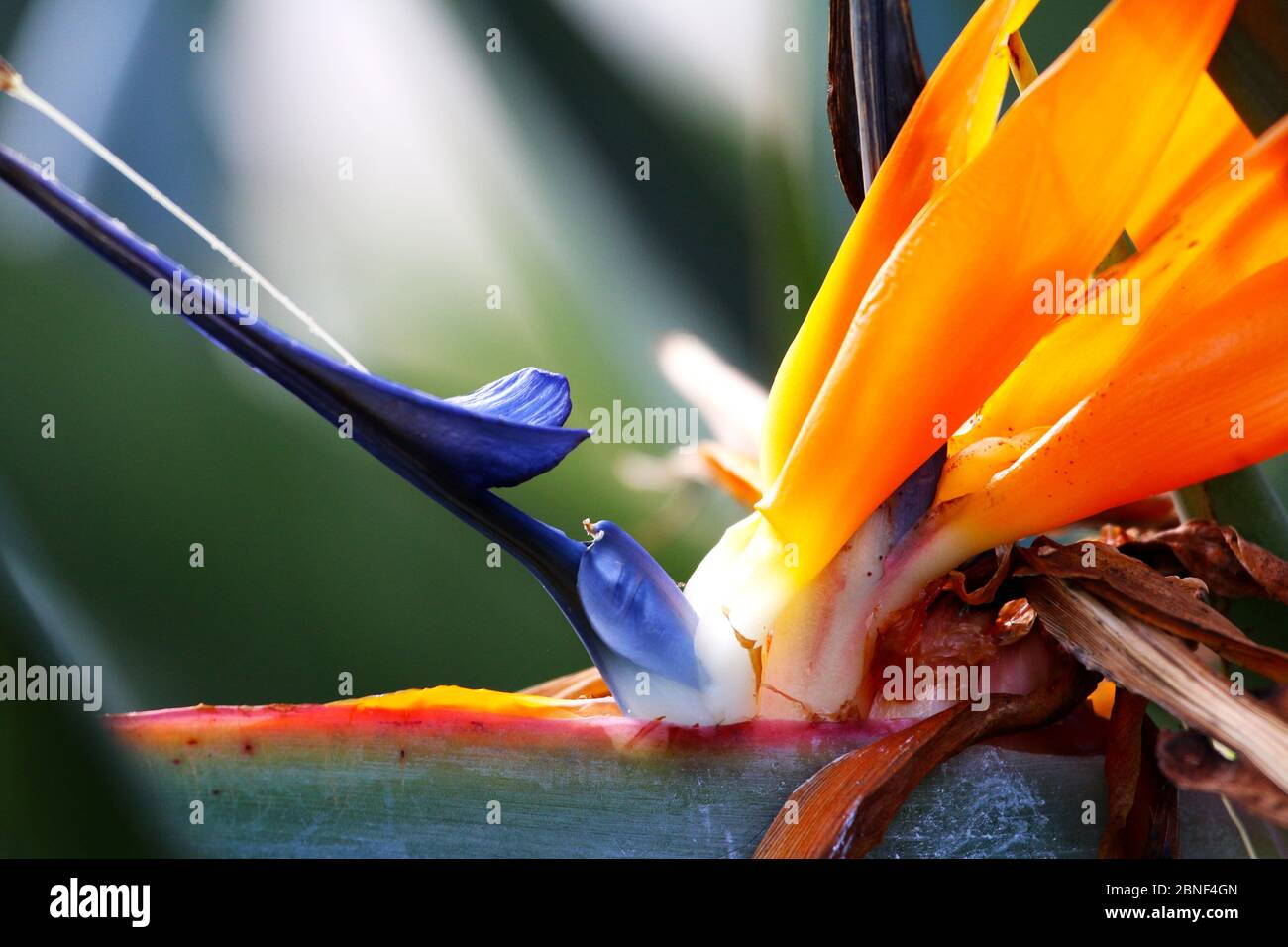 Beautiful flowers shot up close and in vivid color, most lovely bright ...