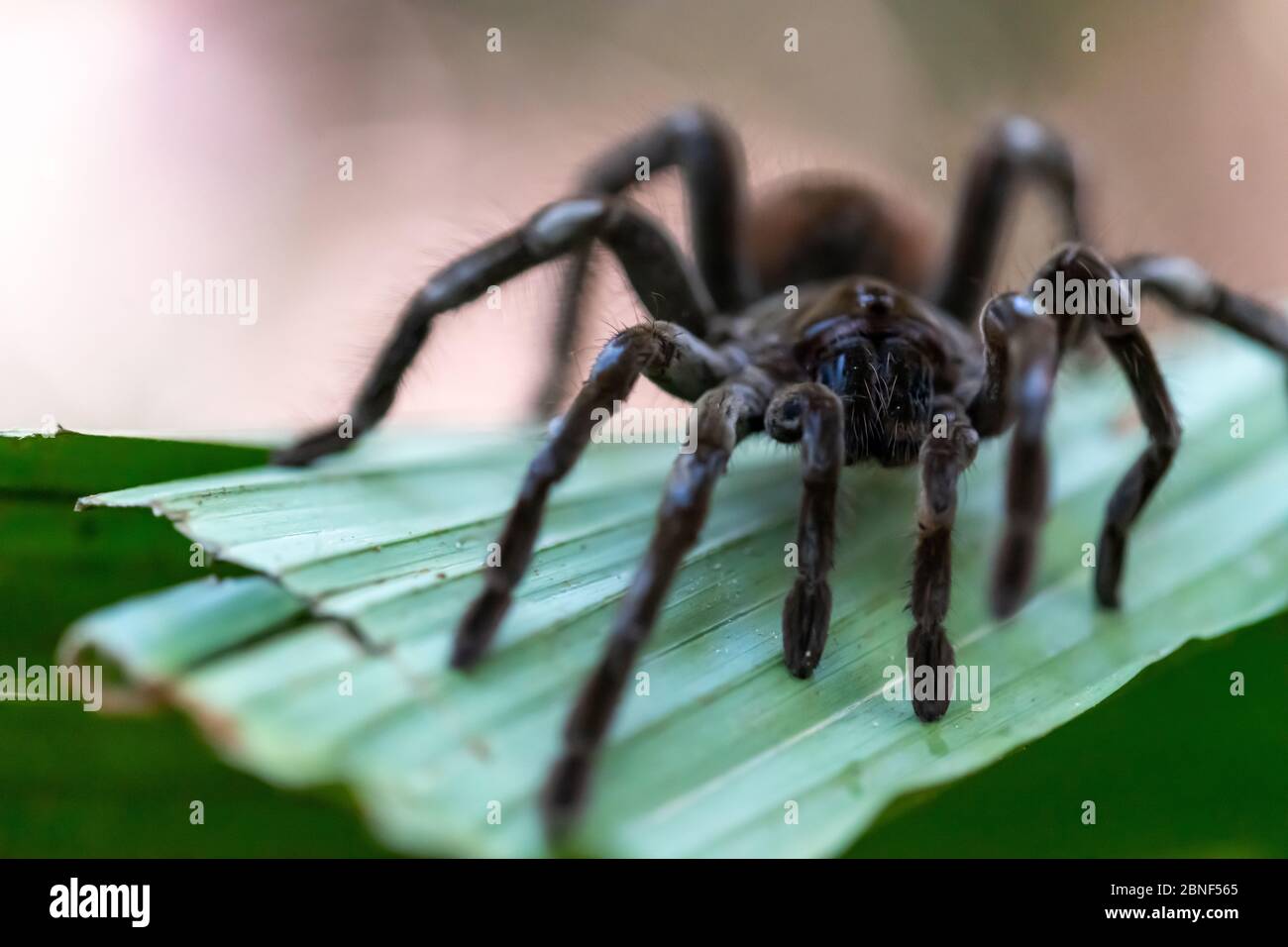 Goliath birdeater tarantula (Theraphosa blondi) in the Peruvian Rainforest of the Amazon River Stock Photo