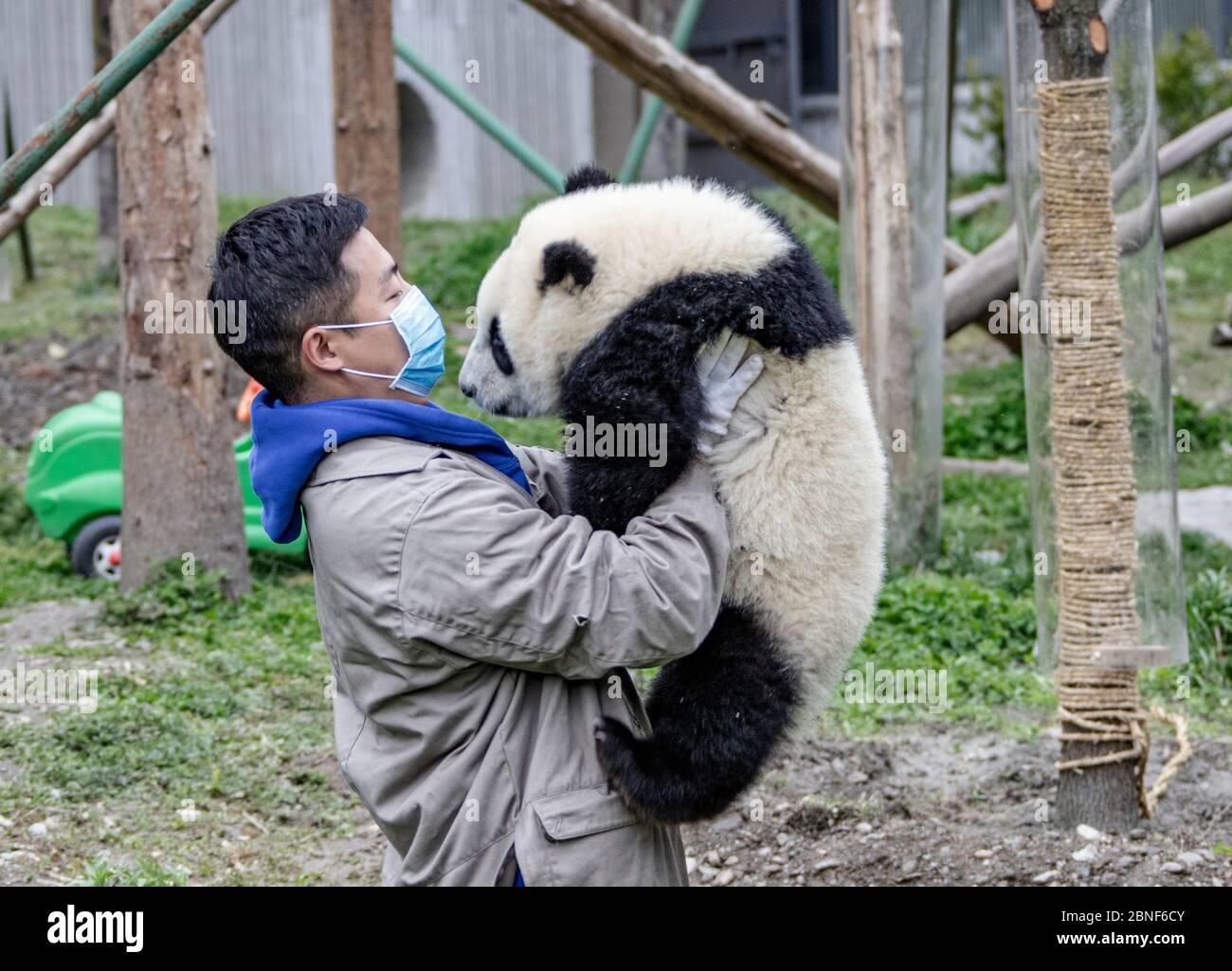 giant-panda-cubs-are-well-taken-care-of-by-their-feeders-who-are-just