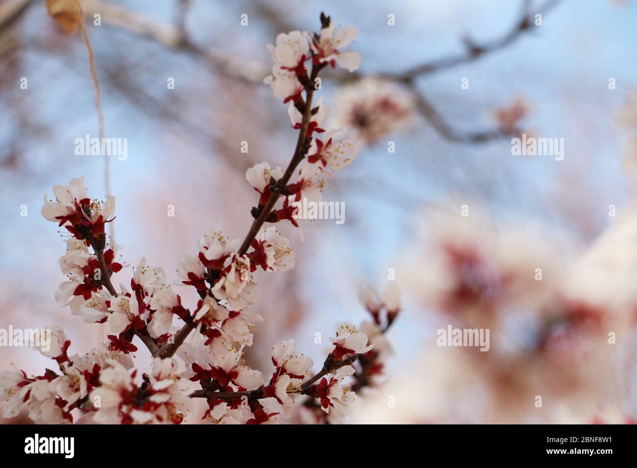 Apricot flowers are in full blooming under Singing Sand Dunes and Crescent Lake, attracting visitors to come to enjoy the beautiful spring, Dunhuang c Stock Photo