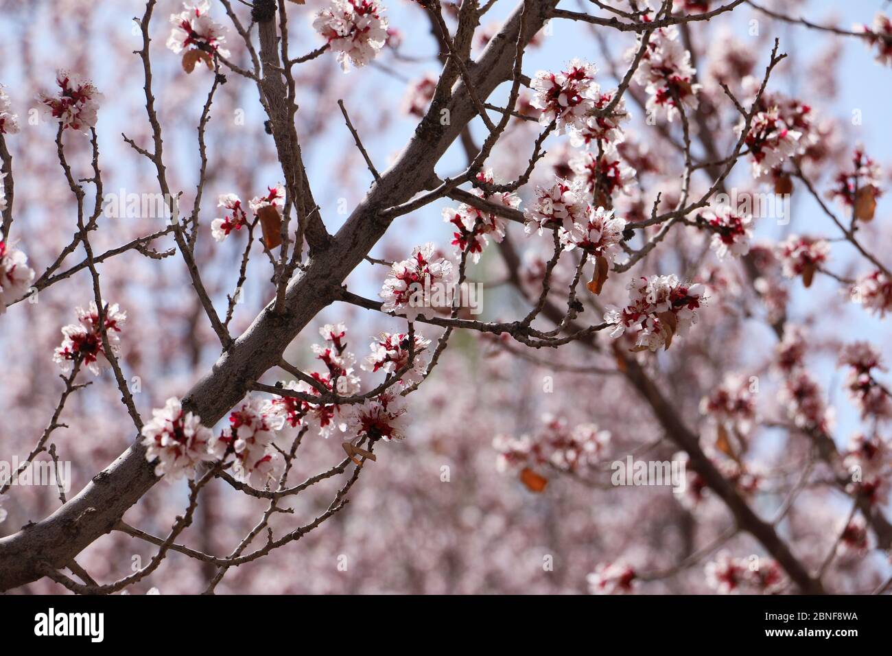 Apricot flowers are in full blooming under Singing Sand Dunes and Crescent Lake, attracting visitors to come to enjoy the beautiful spring, Dunhuang c Stock Photo