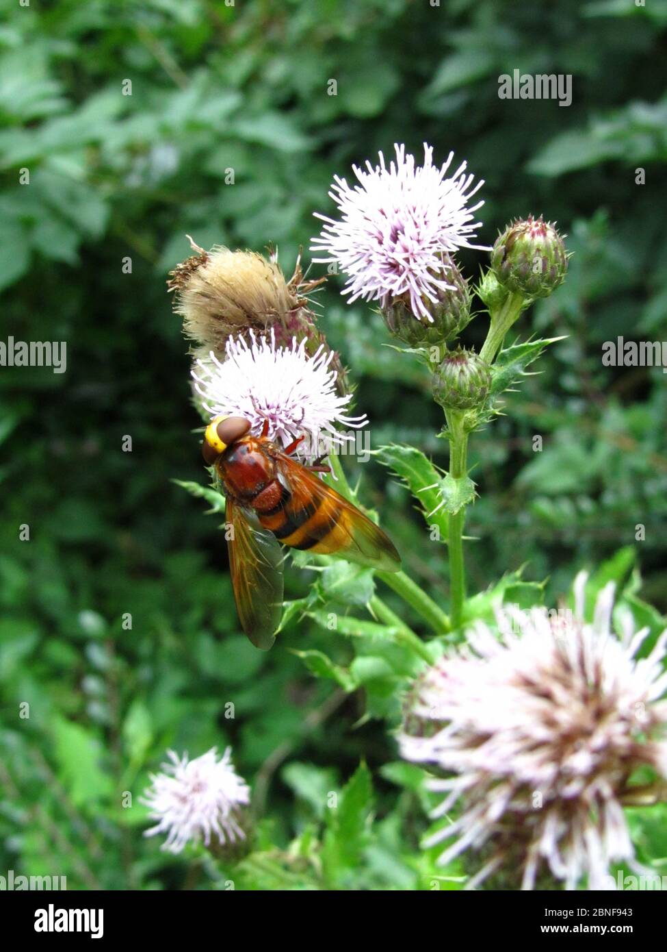 Vertical Insects Vertical shot of a hoverfly insect on a flower with greenery on the ...