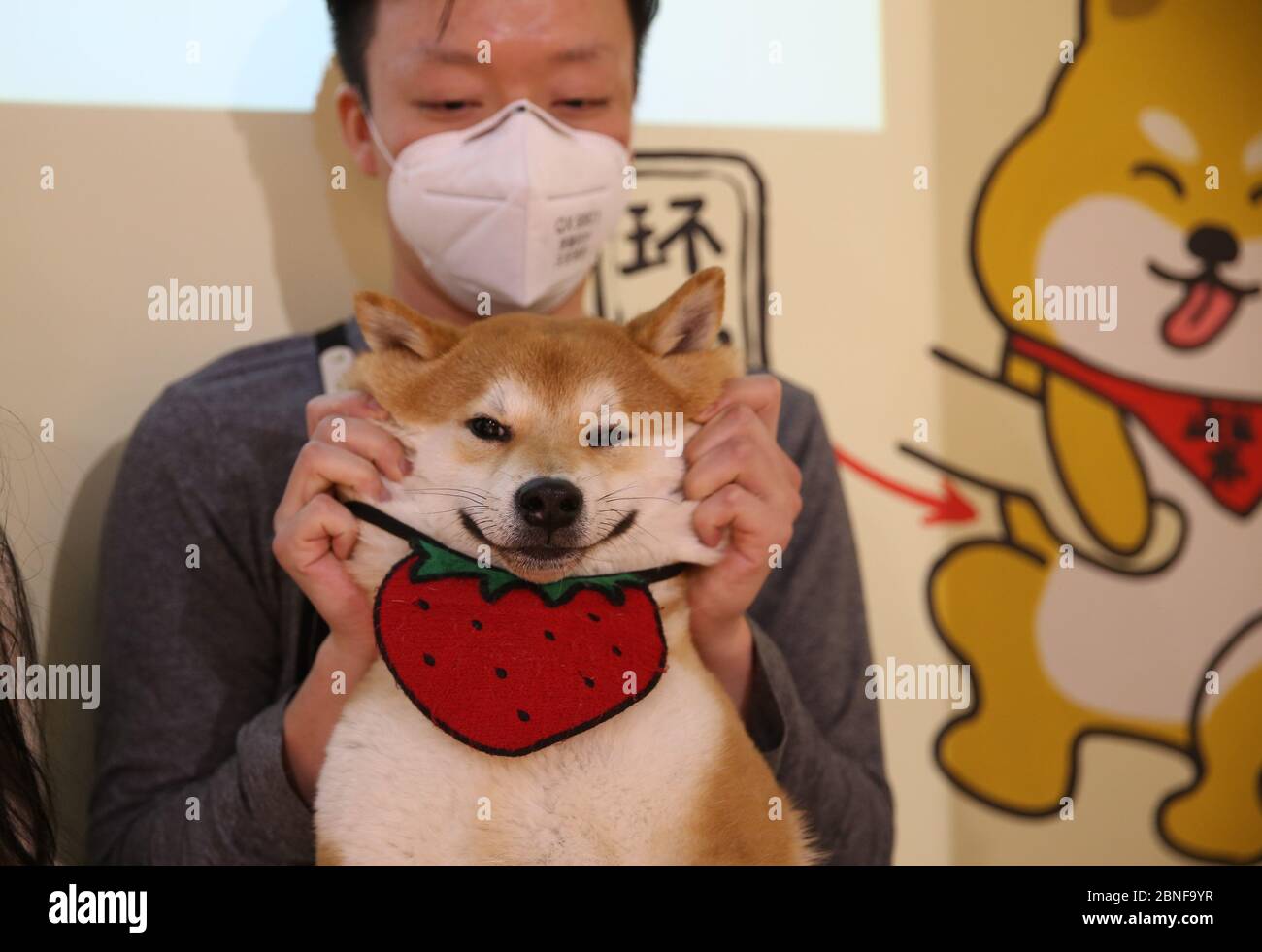 Customers Enjoy Coffee And Cute Shiba Inu At A Pet Caf Shenyang City East China S Liaoning Province 12 April Local Caption Fachaosh Stock Photo Alamy