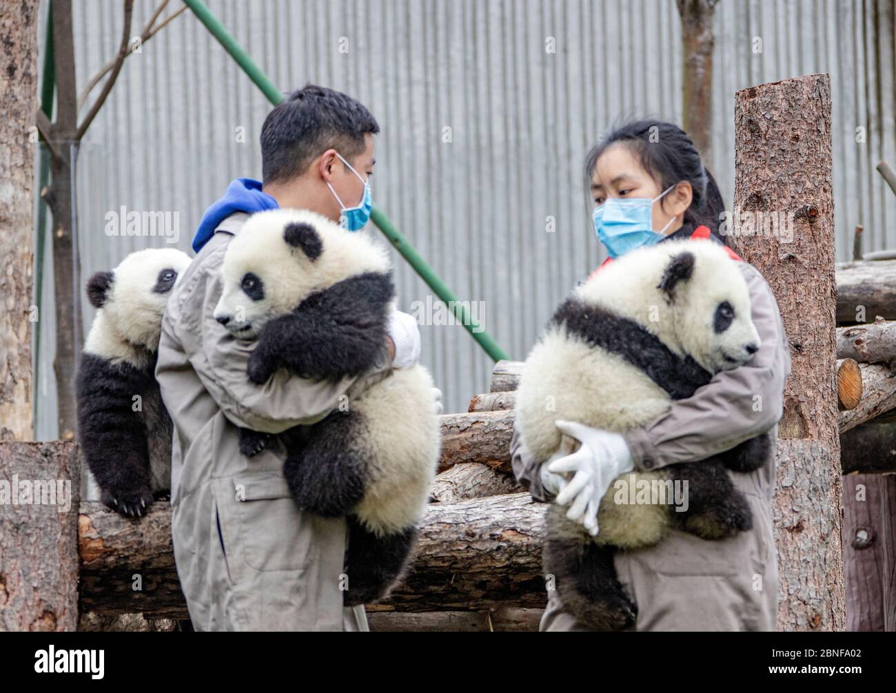 Giant panda cubs are well taken care of by their feeders, who are just like their parents and babysitters, at China Conservation and Research Center f Stock Photo