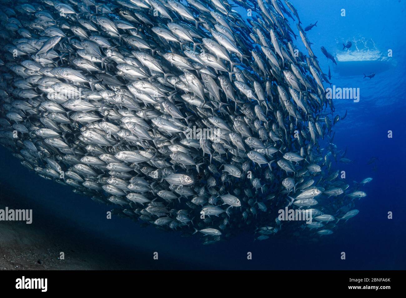 an enormous school of jacks at Cabo Pulmo national park Stock Photo