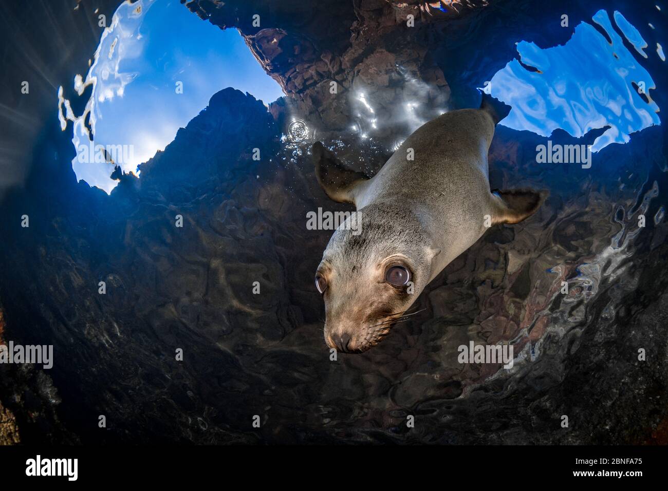 A juvenile california sea lion investigating the camera Stock Photo