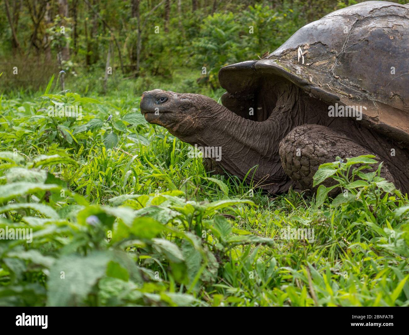 A wild galapagose tortoise feeding on a meadow. Stock Photo