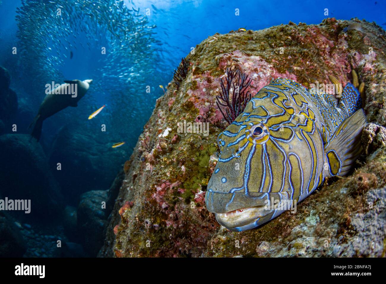 A giant hawkfish resting on a rock while a sea lions swims in the background Stock Photo