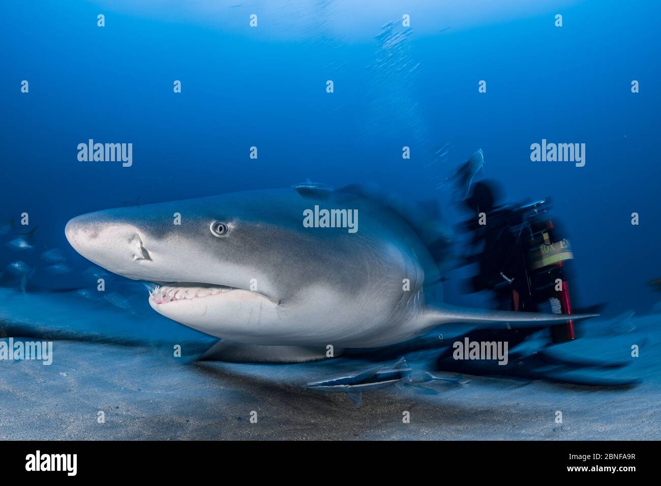A lemon shark on a shark dive in Florida Stock Photo Alamy