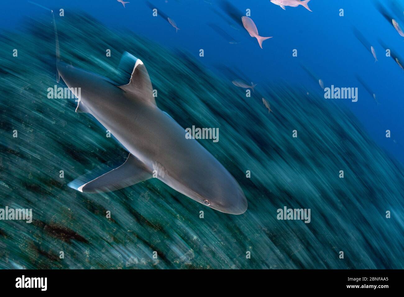 Silver tip shark swimming over a reef Stock Photo