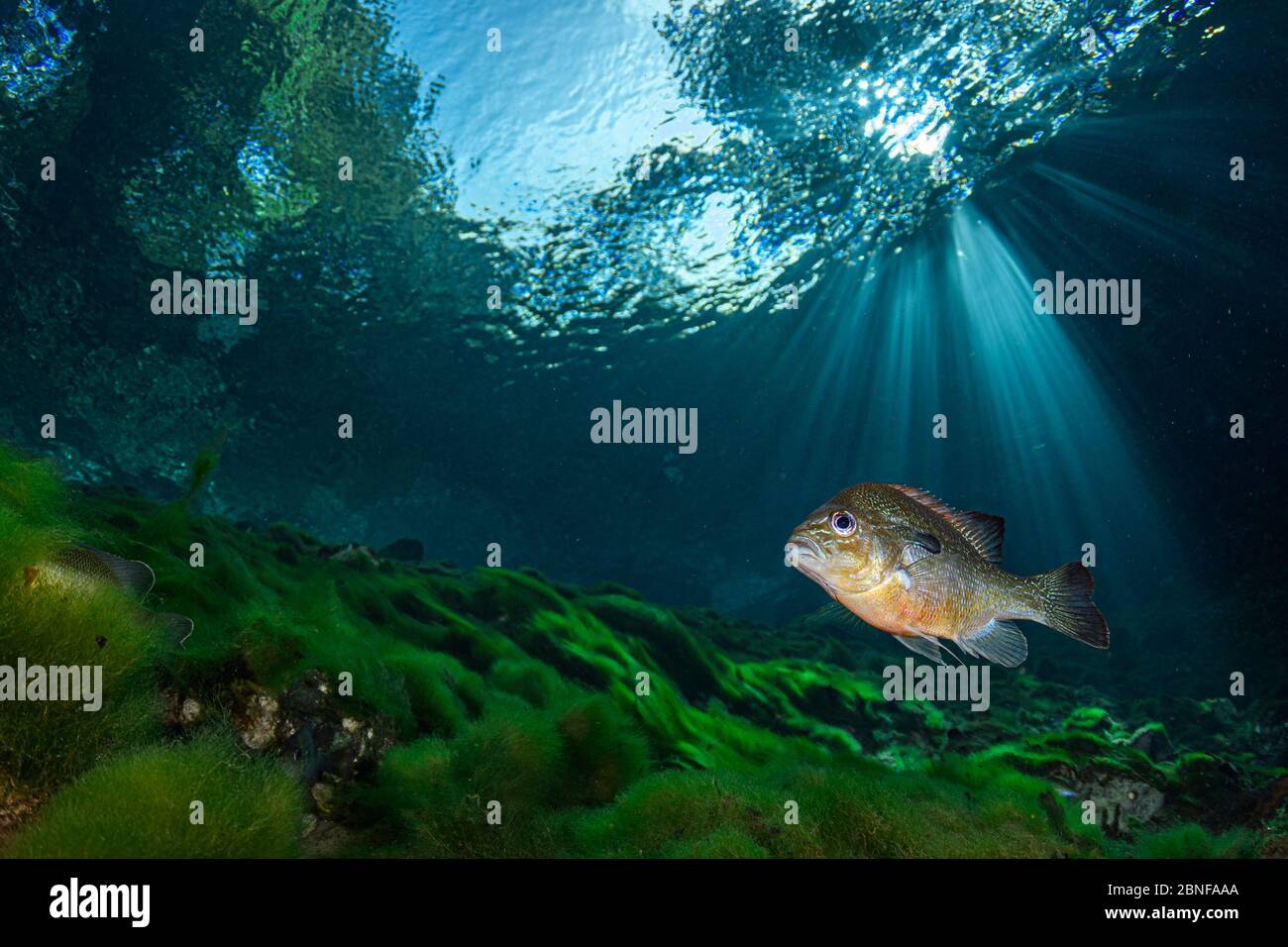 Fish in a spring in Florida Stock Photo