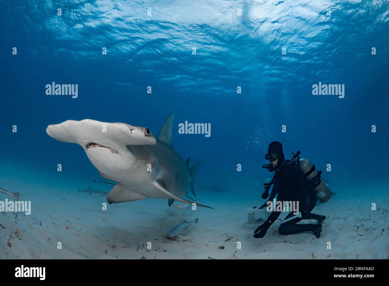 A great hammerhead being hand-fed by a diver Stock Photo