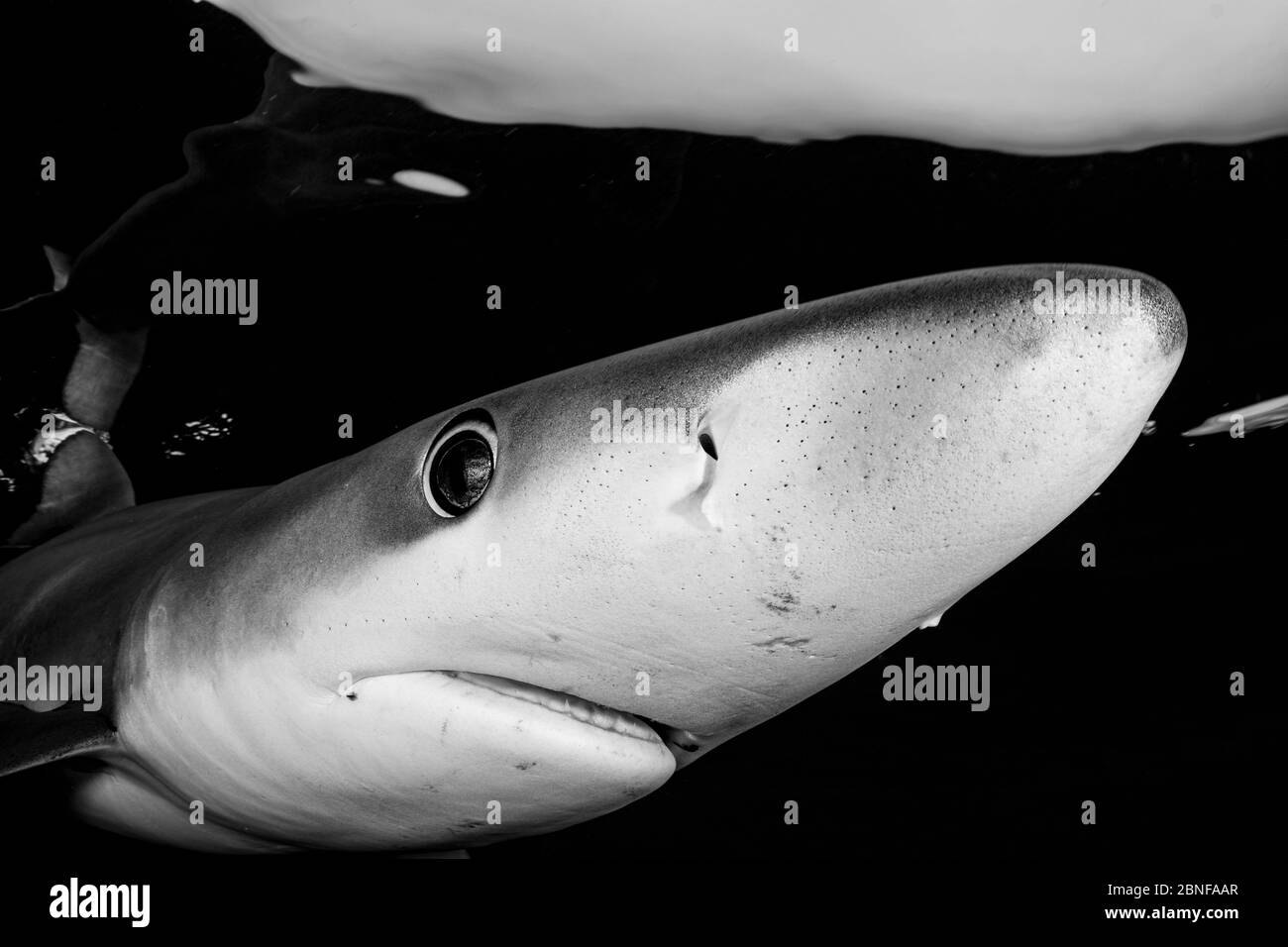 A blue shark just underneath the surface Stock Photo