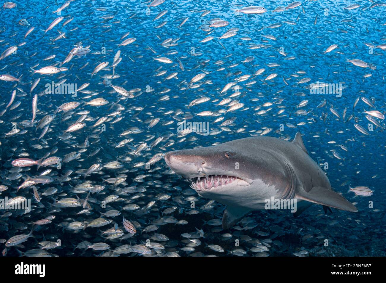 A sand tiger shark on a wreck in North Caroline. Stock Photo