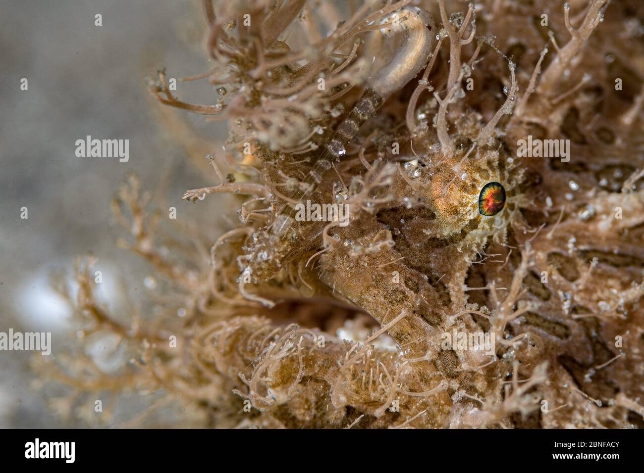 Striated frogfish Stock Photo