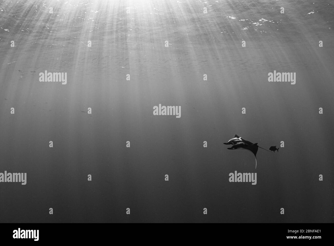 Giant manta ray just below the surface Stock Photo