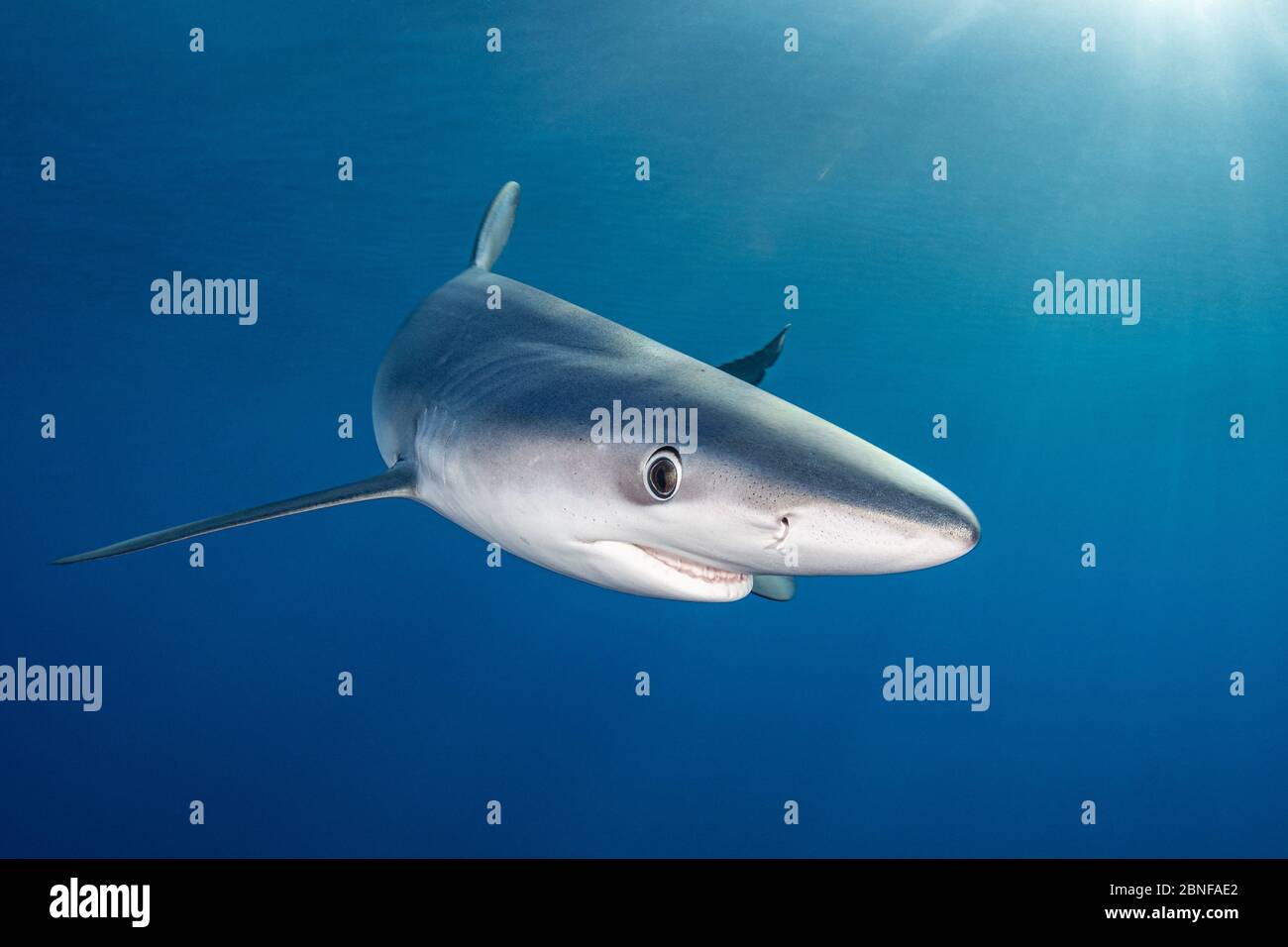 A blue shark just underneath the surface Stock Photo