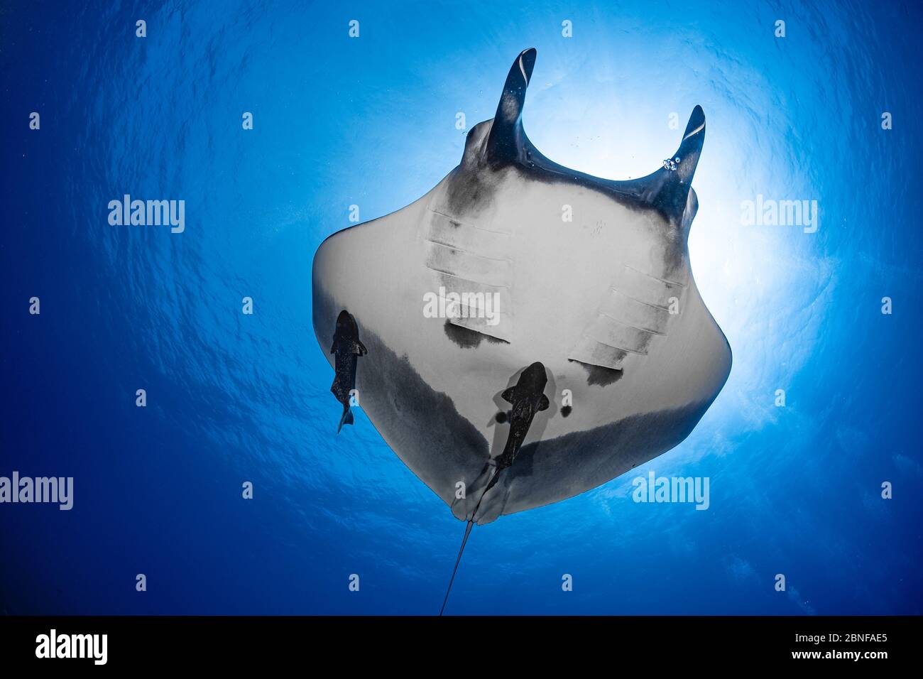 Giant manta from below Stock Photo