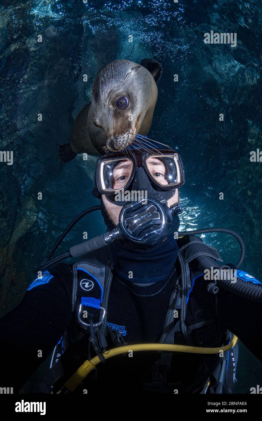 Sea lion selfie Stock Photo