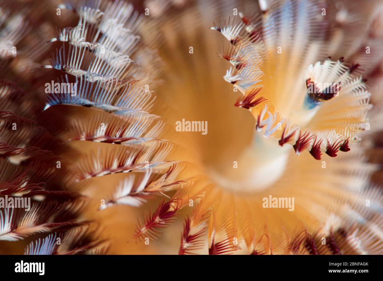 Christmas tree worm close-up Stock Photo