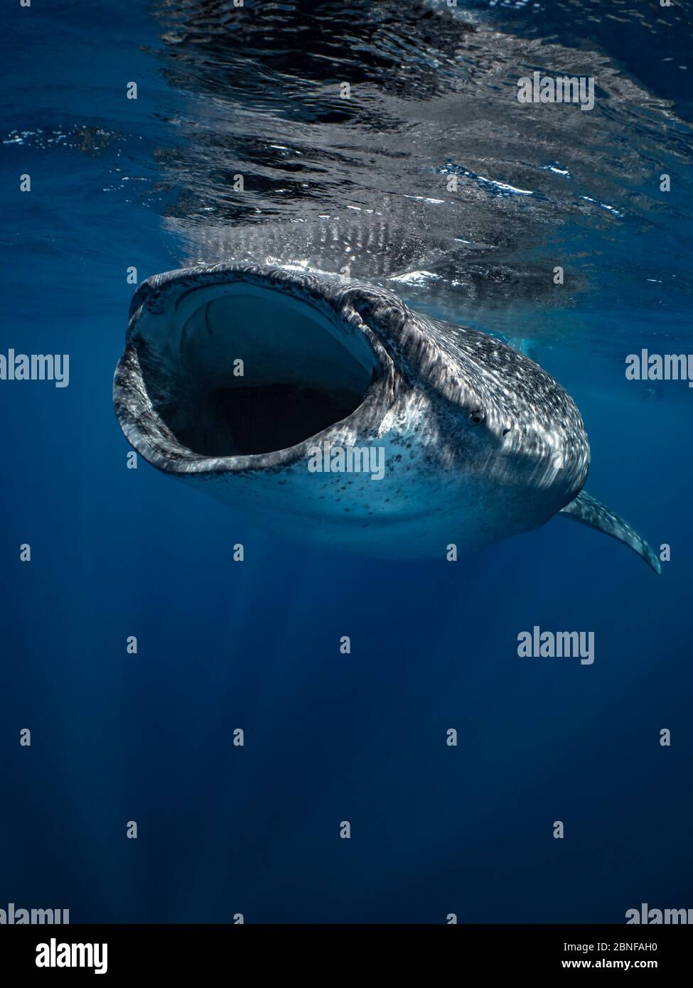 A whale shark swimming just below the surface Stock Photo