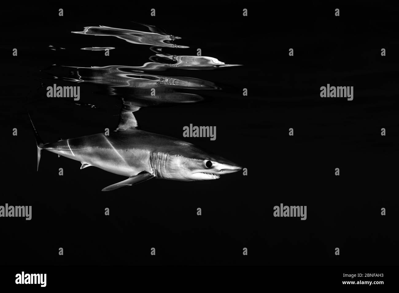 Shortfin mako shark and reflections Stock Photo