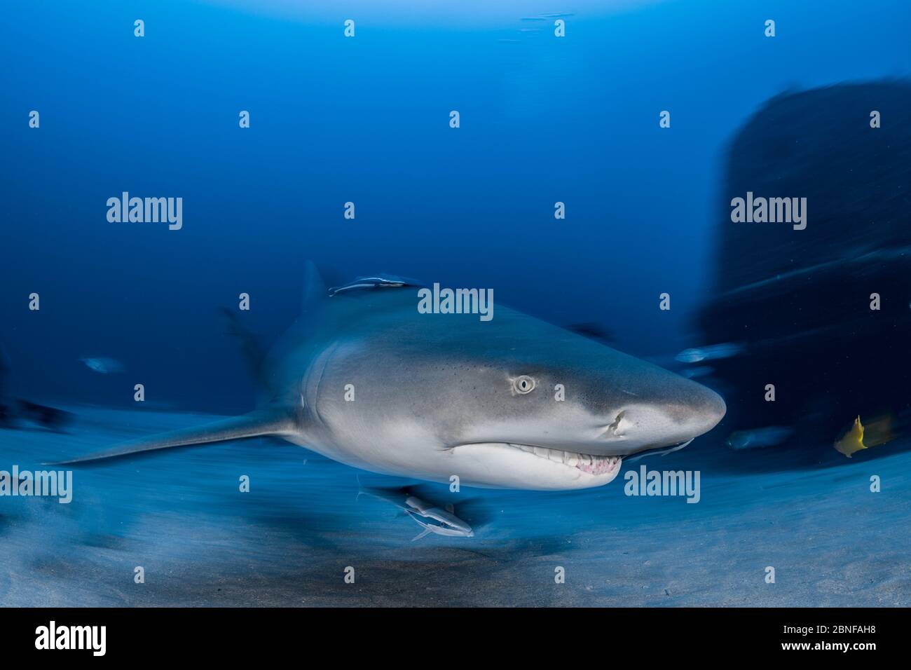 A lemon shark on a shark dive in Florida. Stock Photo