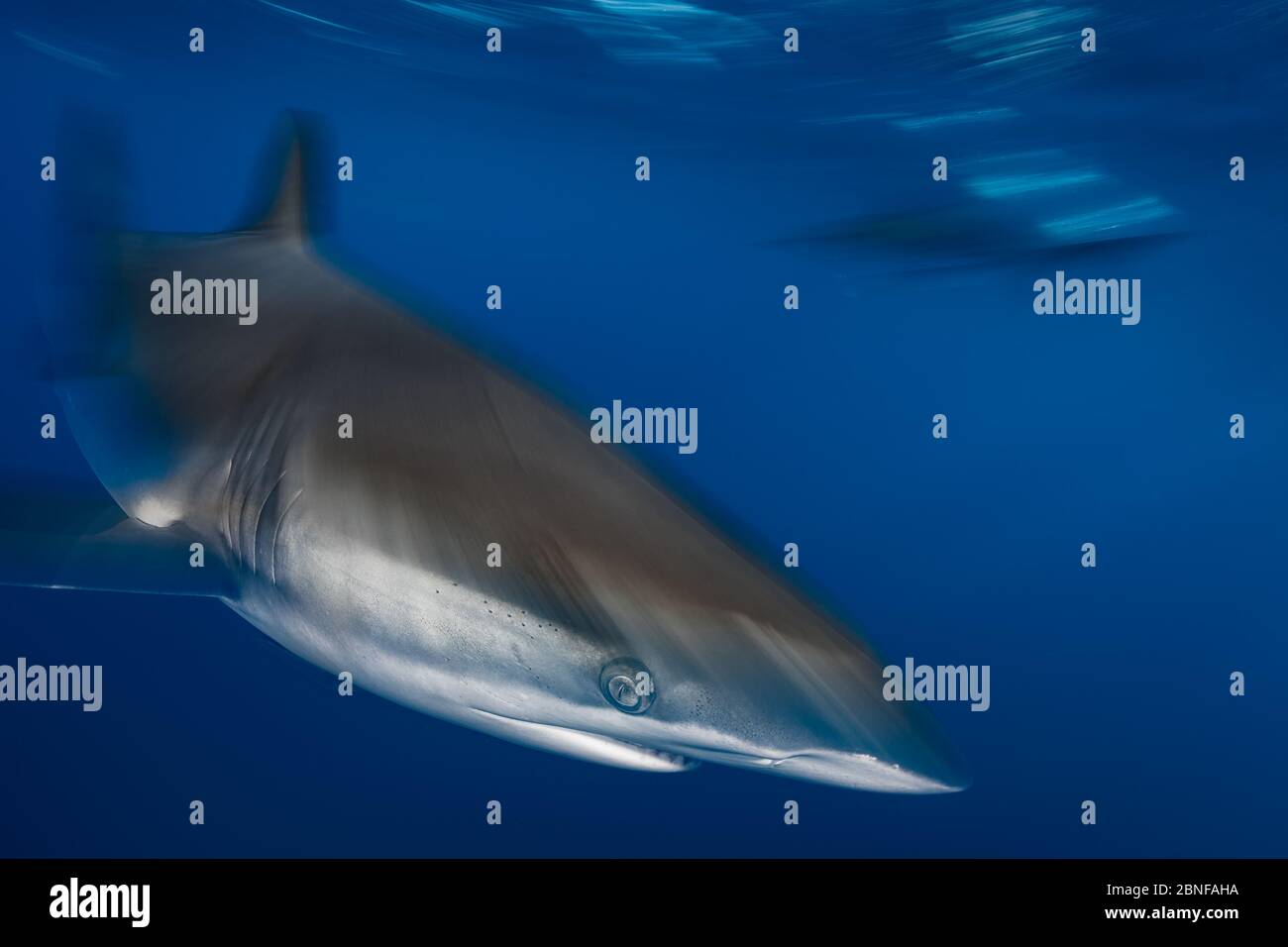 A silky shark in Cabo San Lucas Stock Photo