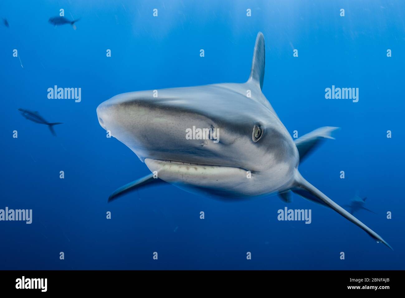A sandbar shark on a shark dive in Florida. Stock Photo