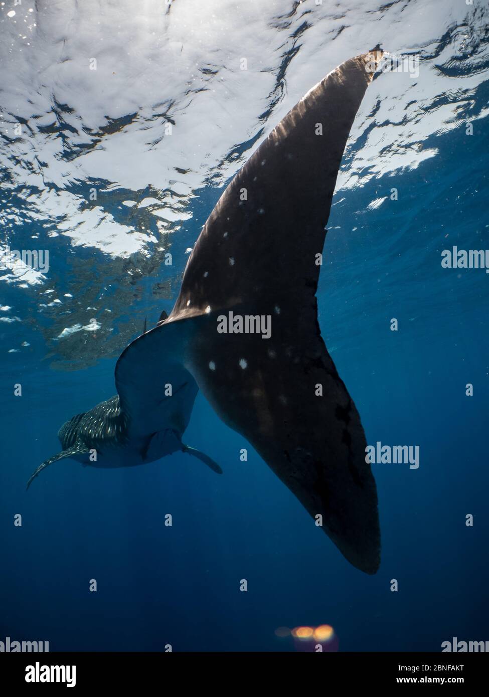 A whale shark swimming just below the surface Stock Photo